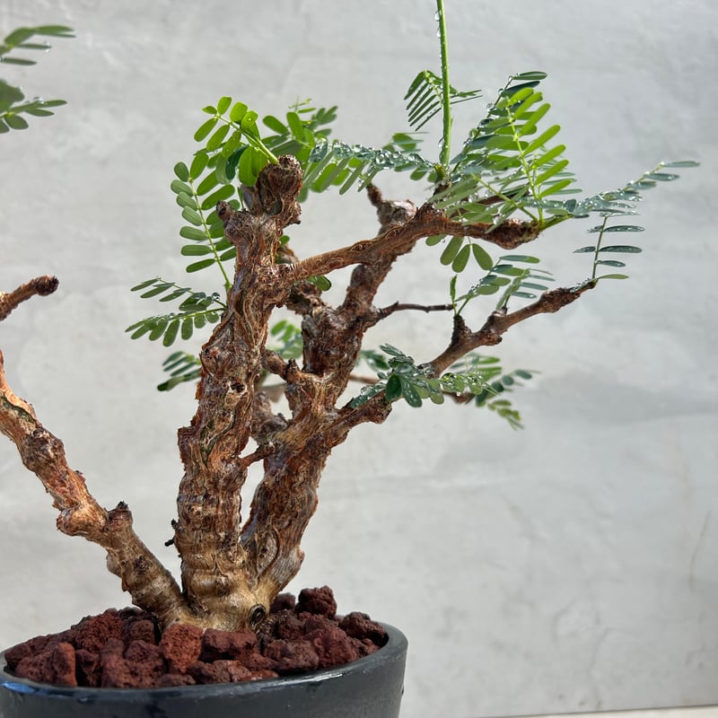 HEYWOOD センナメリディオナリス 実生 根上がり 一点物 センナ メリ