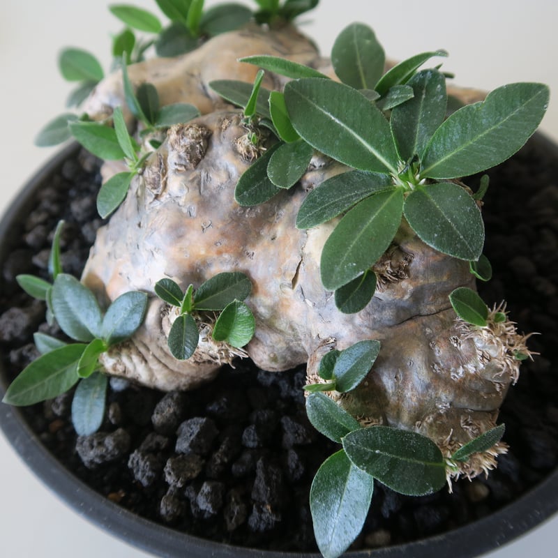 pachypodium brevicaule パキポディウム・ブレビカウレ(恵比寿 pachypodium brevicaule パキポディウム・ブレビカウレ(恵比寿