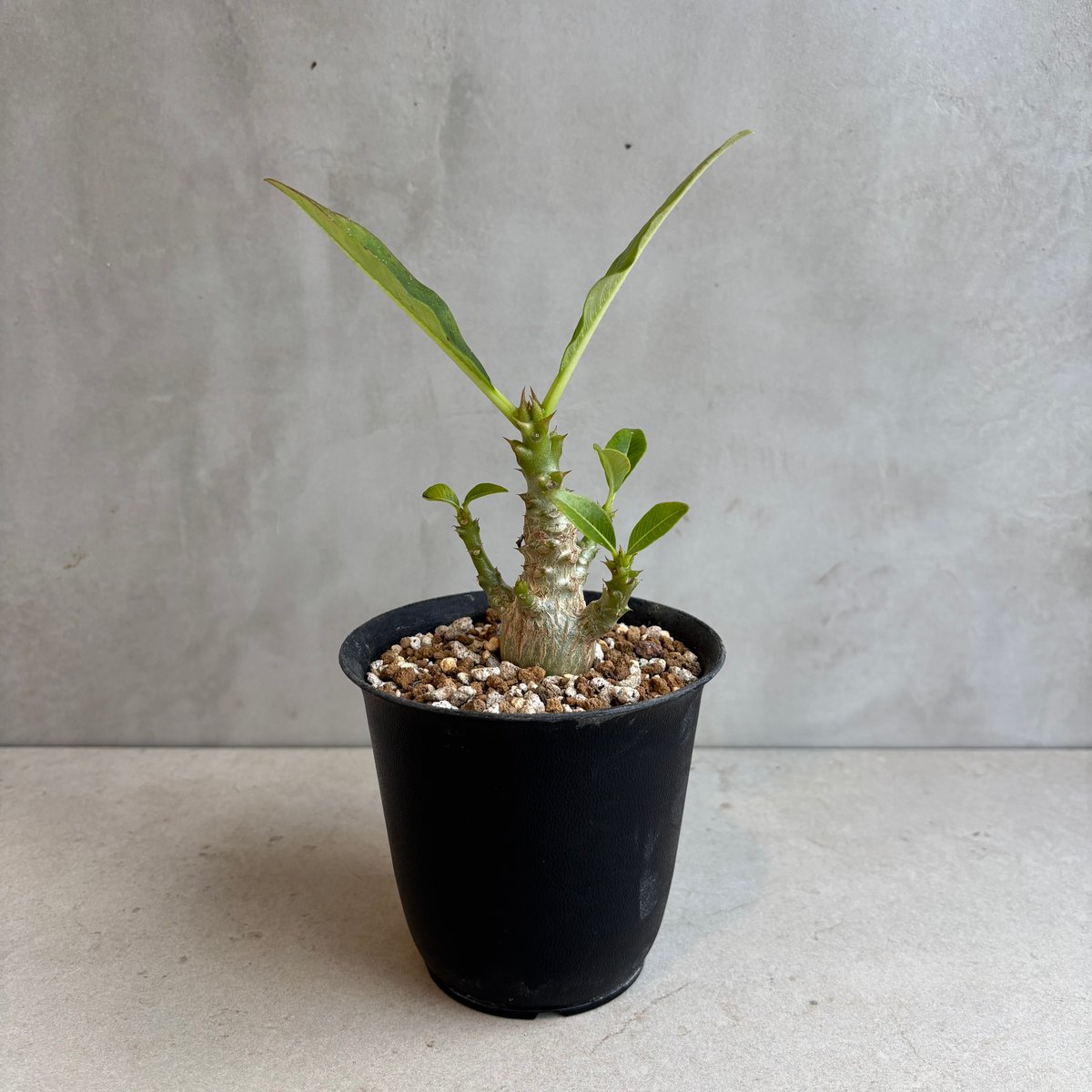 パキポディウム・ウィンゾリー 【実生】(24nov27.h11-4) | GOOD DAYS