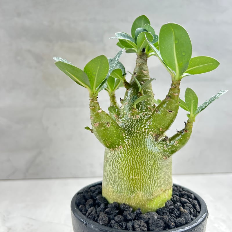 アデニウム　オベスム アデニウム オベスム 2 塊根植物 多肉植物