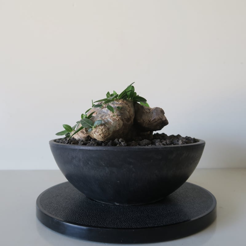 pachypodium brevicaule パキポディウム・ブレビカウレ(恵比寿 pachypodium brevicaule パキポディウム・ブレビカウレ(恵比寿