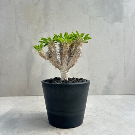 パキポディウムグラキリス | STORES