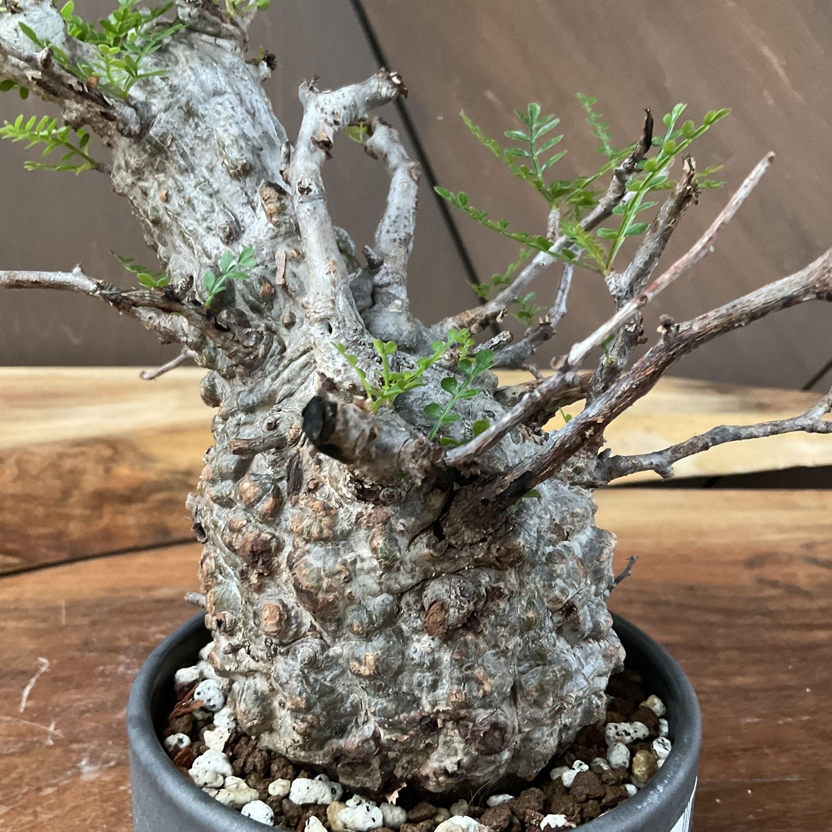 operculicarya pachypus オペルクリカリア・パキプス 【OLDTIME/m