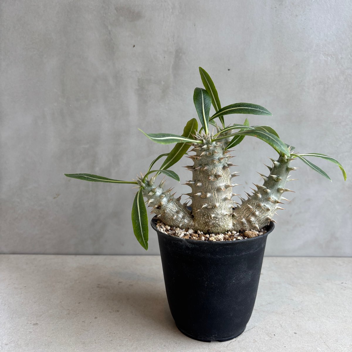 パキポディウム・ホロンベンセ 【実生】(24nov27.h08-3) | GOOD DAYS