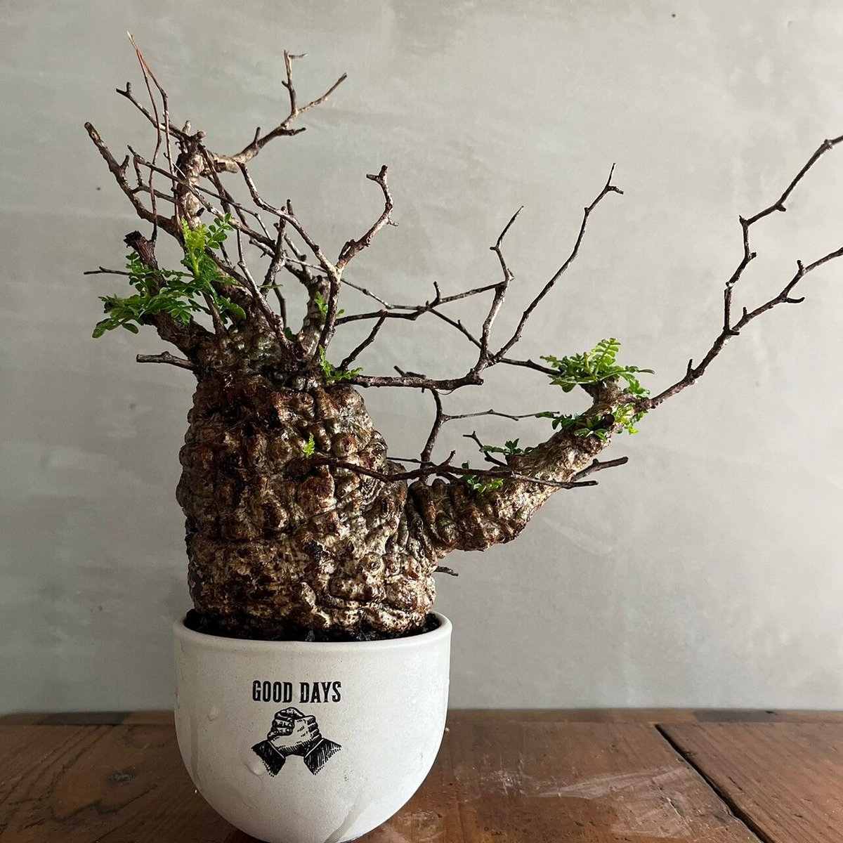 オペルクリカリア・パキプス【GOODDAYS/white鉢セット】 | GOOD DAYS