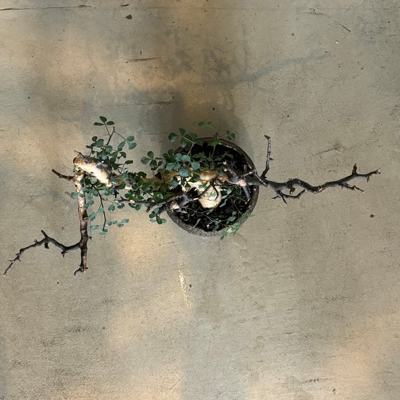 コミフォラ カタフ ピュア【川澄 智一 作品鉢】（24jun29.e1-39