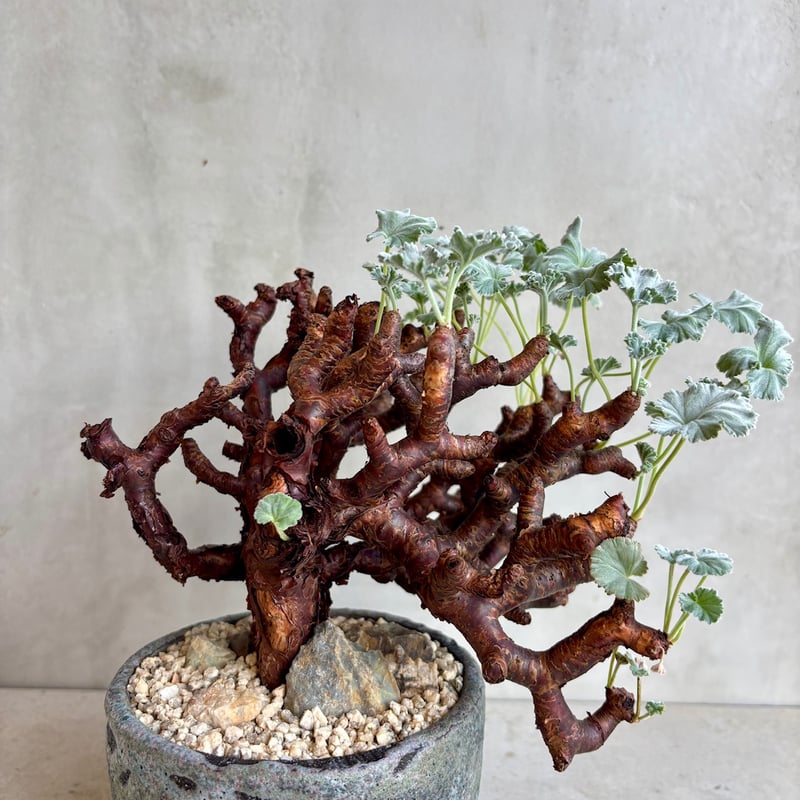 あさ丸■ペラルゴニウムミラビレPelargonium mirabile あさ丸□ペラルゴニウムミラビレPelargonium mirabile あさ丸様