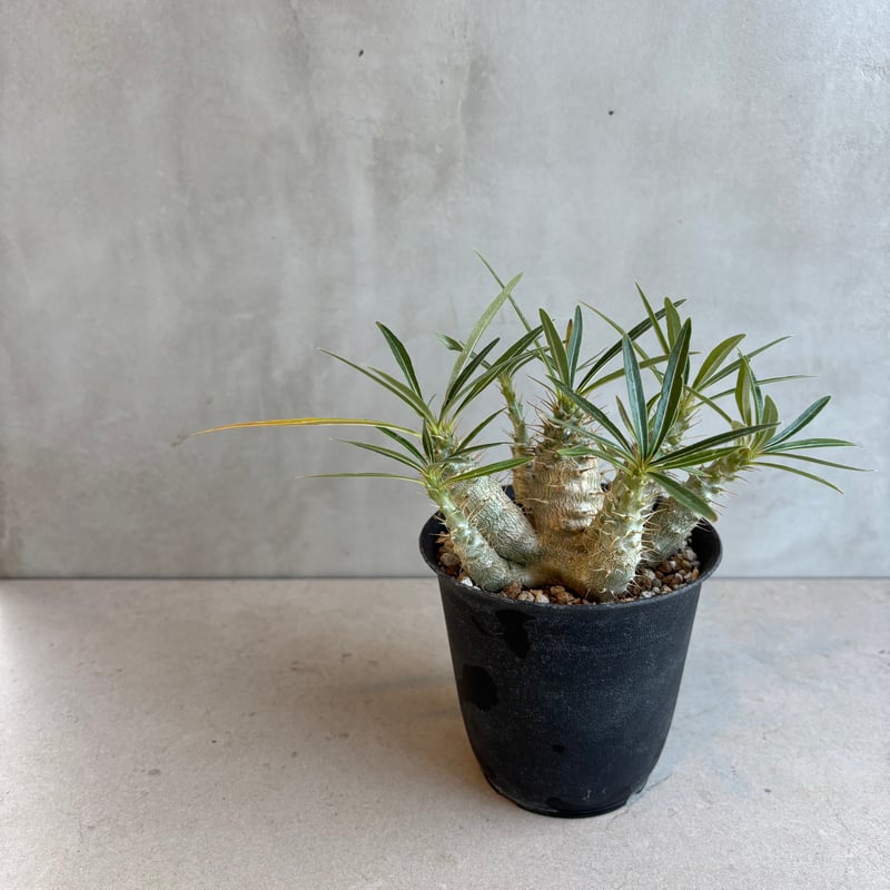 パキポディウム・グラキリス 【実生】(24nov27.h06-12) | GOOD DAYS