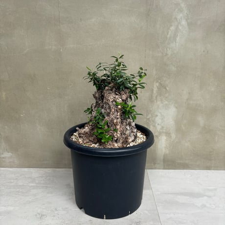 Old olive（24jun4.v3-3）