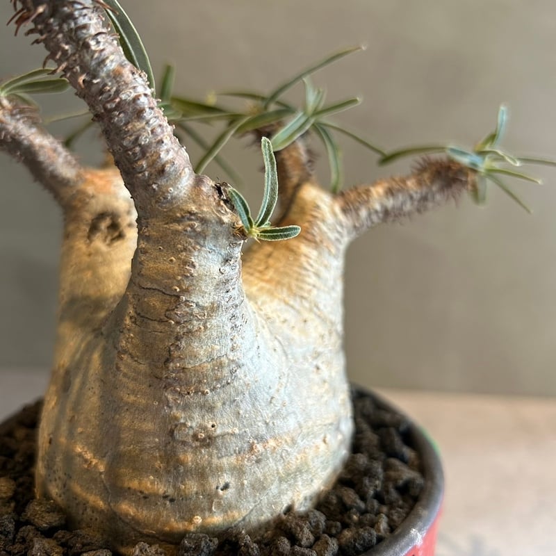 【グラキリス】塊根！超良型ダブルヘッド SRL Neighborhood グラキリス】塊根！超良型ダブルヘッド SRL Neighborhood