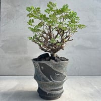 senna meridionalis センナ・メリディオナリス【tiger/gray鉢セット
