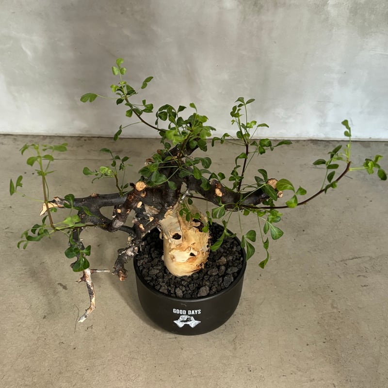 2 コミフォラ　カタフ　ピュア コミフォラ カタフ ピュア【GOODDAYS長鉢 black】（24jun29.e1