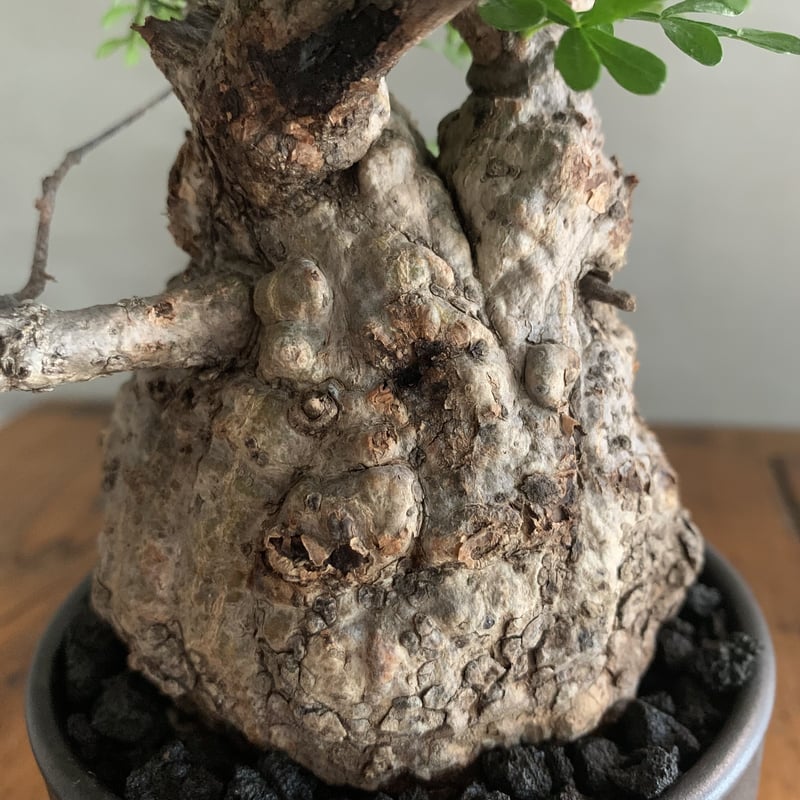 【鉢植えのまま発送】オペルクリカリア・パキプス 実生11年株 鉢植えのまま発送】オペルクリカリア・パキプス 実生10年株