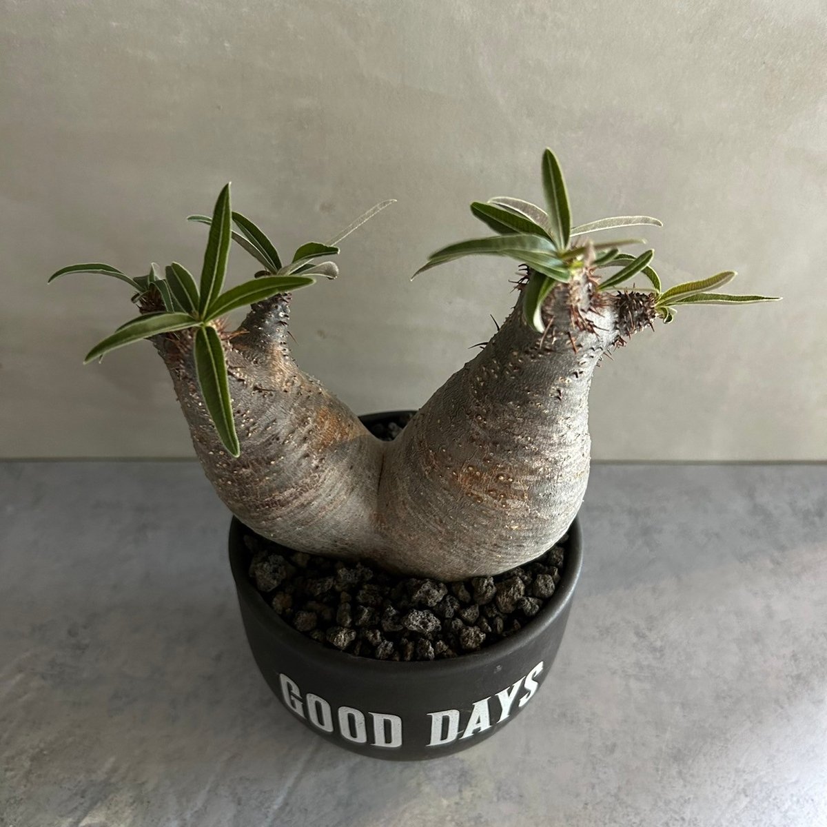 パキポディウムグラキリス 黒鉢付き パキポディウム グラキリス ダブル GOODDAYS/黒鉢セット【23oct22.n2-4