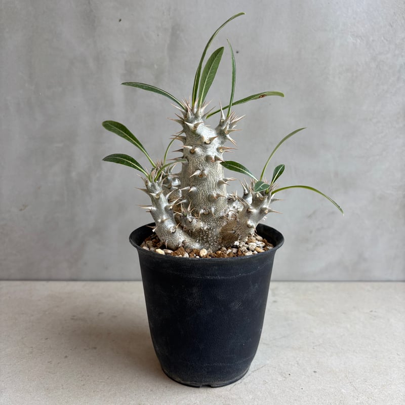 5頭　超極太10㌢　パキポディウム ホロンベンセ　鉢ごとメルカリ便 Amazon.co.jp: 5頭 超極太10㌢ パキポディウム ホロンベンセ