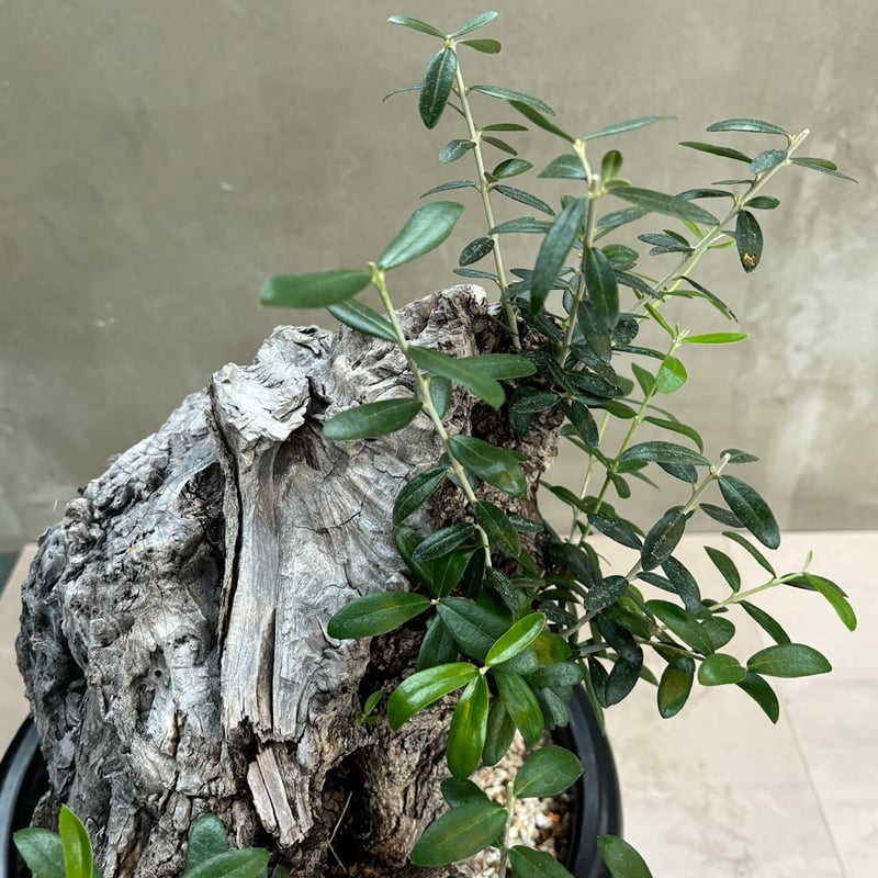 Old olive（24jun4.v3-7） | GOOD DAYS