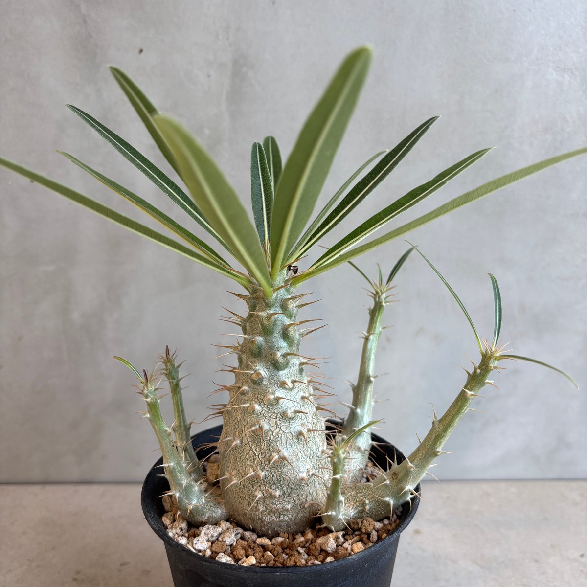 【セール中】綴化　パキポディウム　グラキリス　実生 パキポディウム・グラキリス【実生】 (24nov27.h06-16) | GOOD DAYS