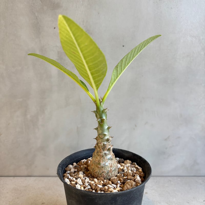 ウインゾリー　いいサイズです。 パキポディウム・ウィンゾリー 【実生】(24nov27.h11-13) | GOOD DAYS