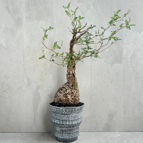 パキプス Hifonics ZRX1016.4V2 Zeus ZRX V2 1000 Watt D-Class Full Range