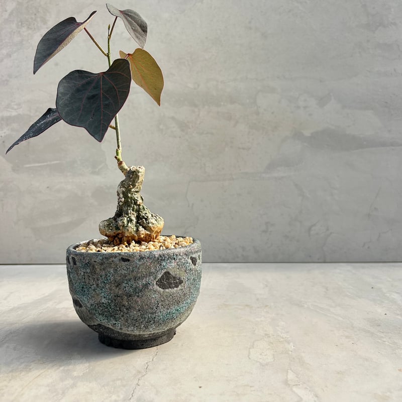 マダガスカルの希少 塊根 Adenia stylosa アデニア ステイローサ 実生