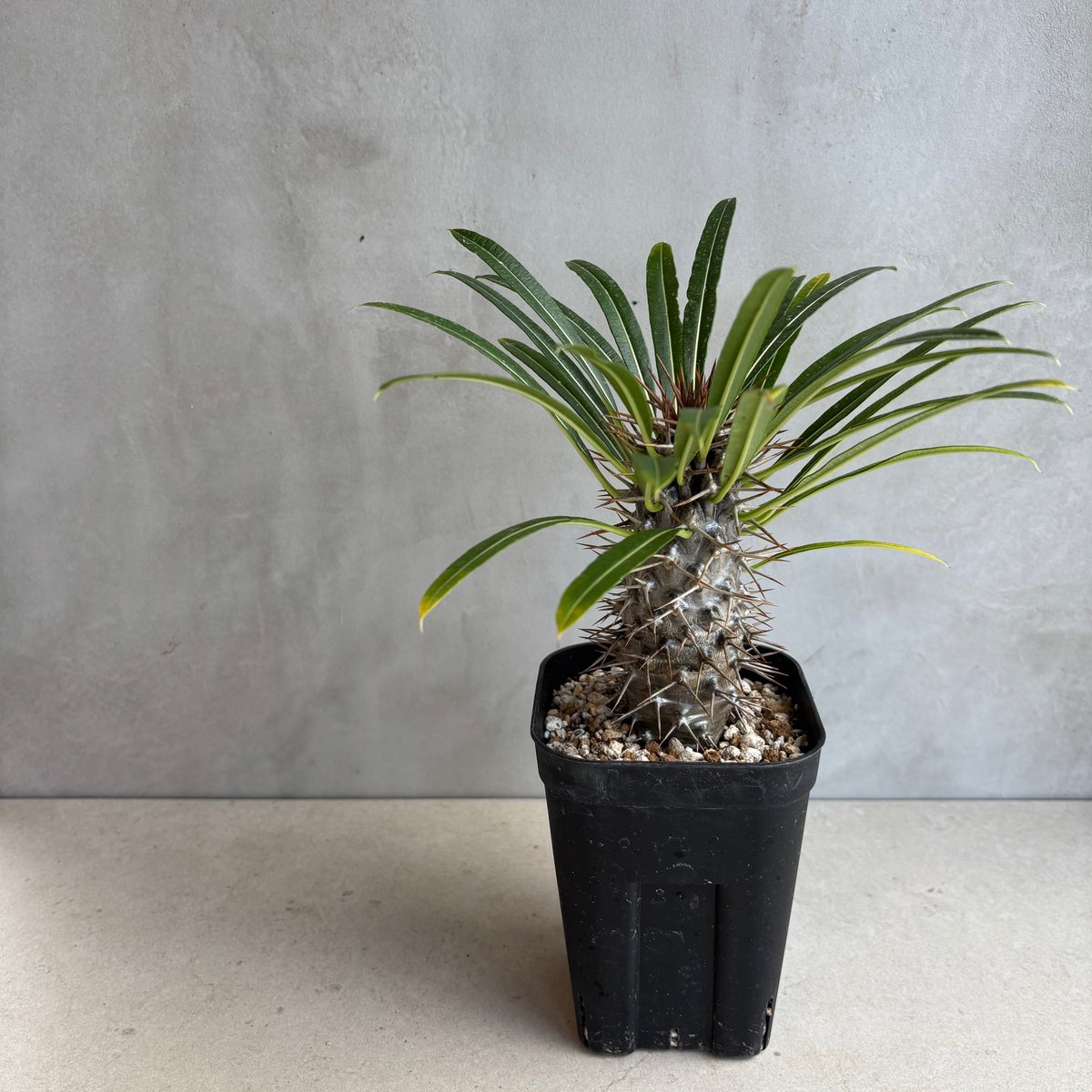 パキポディウム・ラメリー【実生】 (24nov27.h05-5) | GOOD DAYS