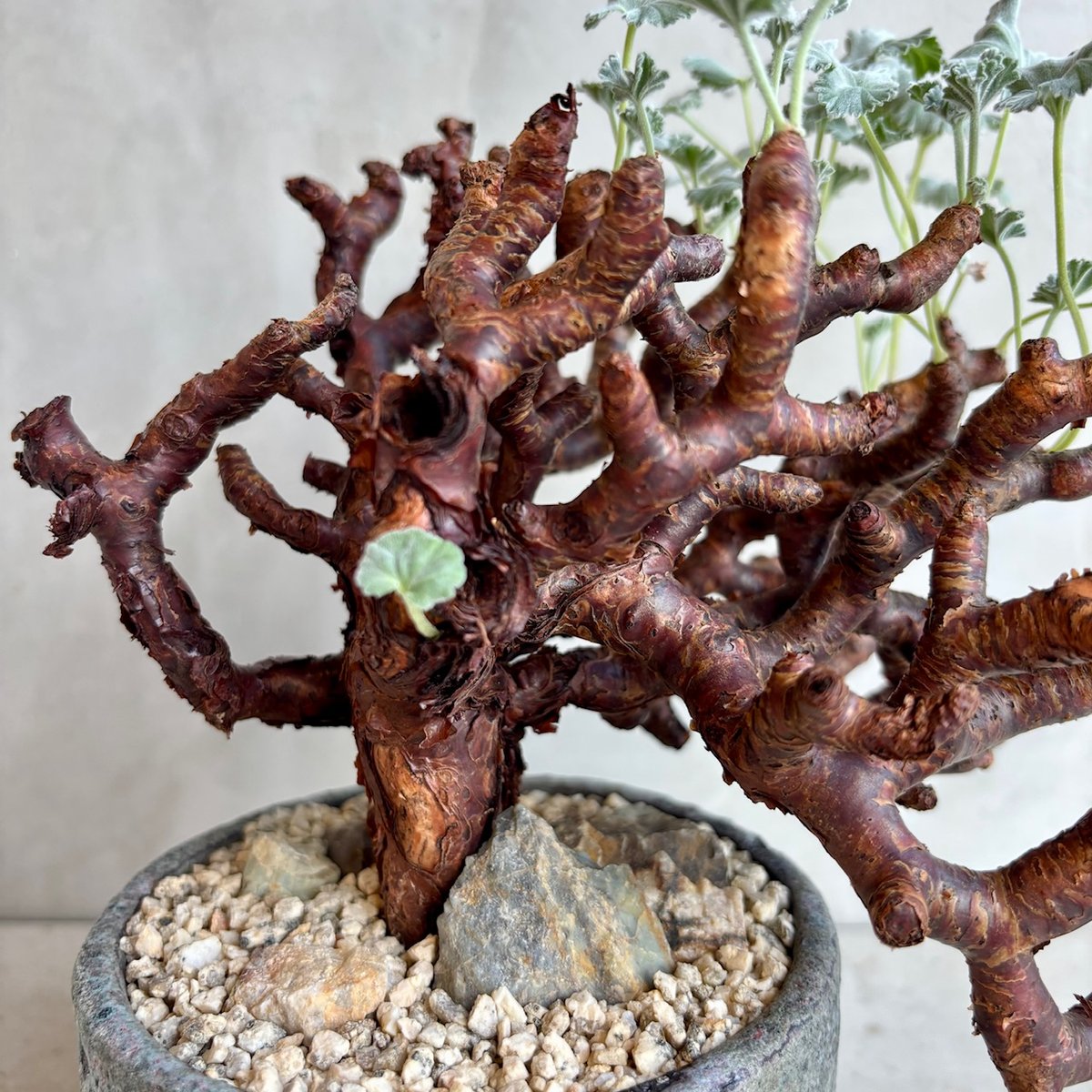 ペラルゴニウム・ミラビレ【浅見五郎助作品鉢】(24dec14.e24-11