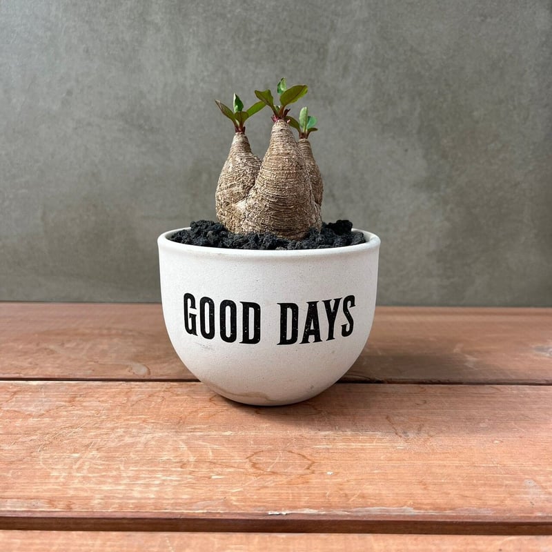 ユーフォルビア ラバティ【GOODDAYS/white鉢セット】23may19.n3-3 |