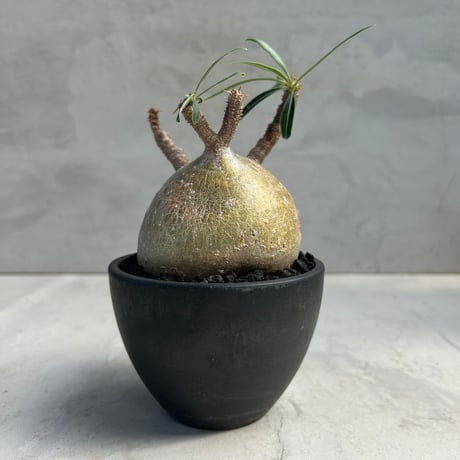 即完売品　TENDOBOTANICAL 鬼ん形　BOTANIZE グラキリス 即完売品 TENDOBOTANICAL 鬼ん形 BOTANIZE グラキリス CATEGORY