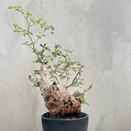 CATEGORY パキプス | GOOD DAYS