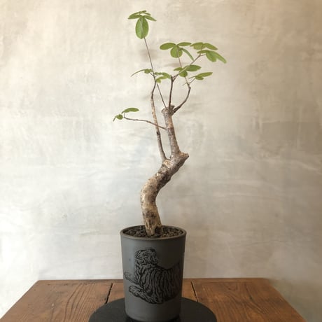bon25コミフォラ　オルビクラリス　② bon25様専用 コミフォラ オルビクラリス