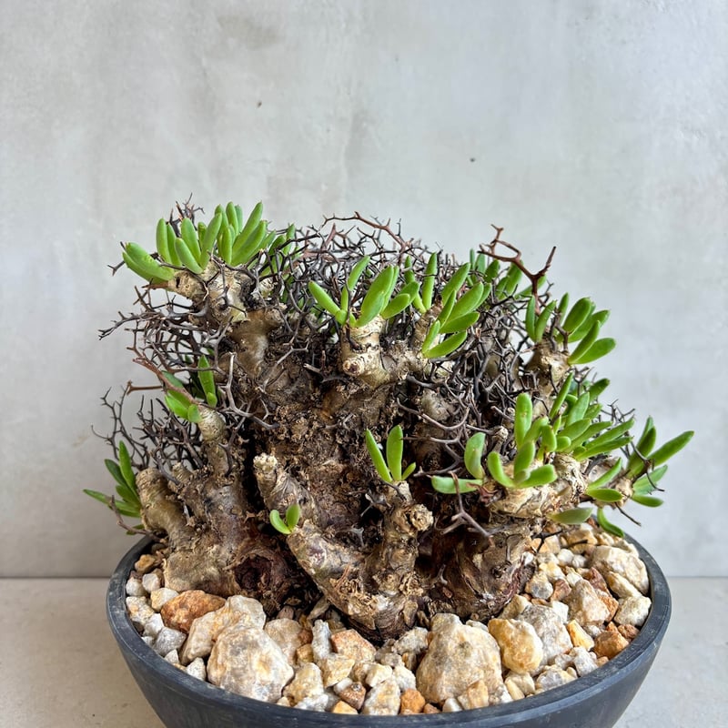 チレコドン・レティキュラーツス / 万物想【24dec14.e22-6】 | GOOD DAYS