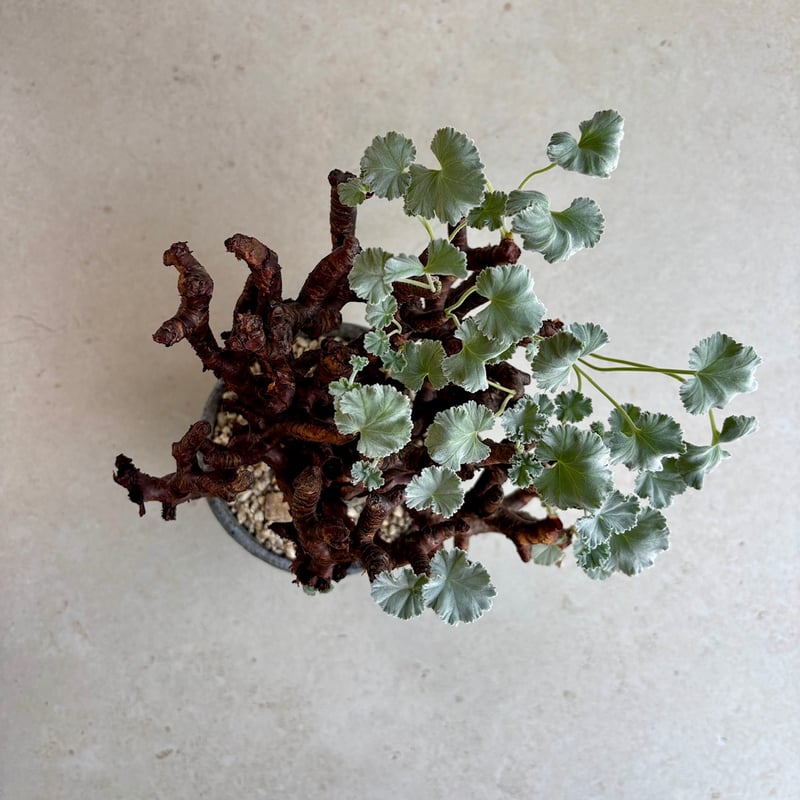 ペラルゴニウム・ミラビレ【浅見五郎助作品鉢】(24dec14.e24-11