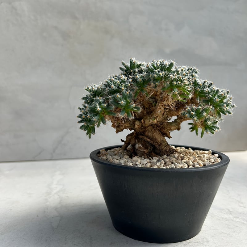 トリコディアディマ・デンサム【紫晃星】 (24nov27.h04-2) | GOOD DAYS