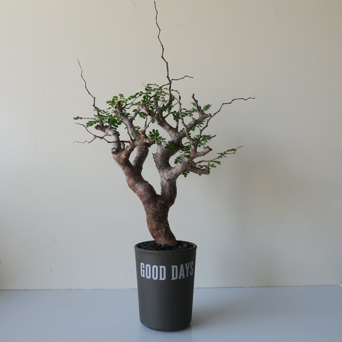 commiphora monstruosa コミフォラモンストローサ GOOD DAYS
