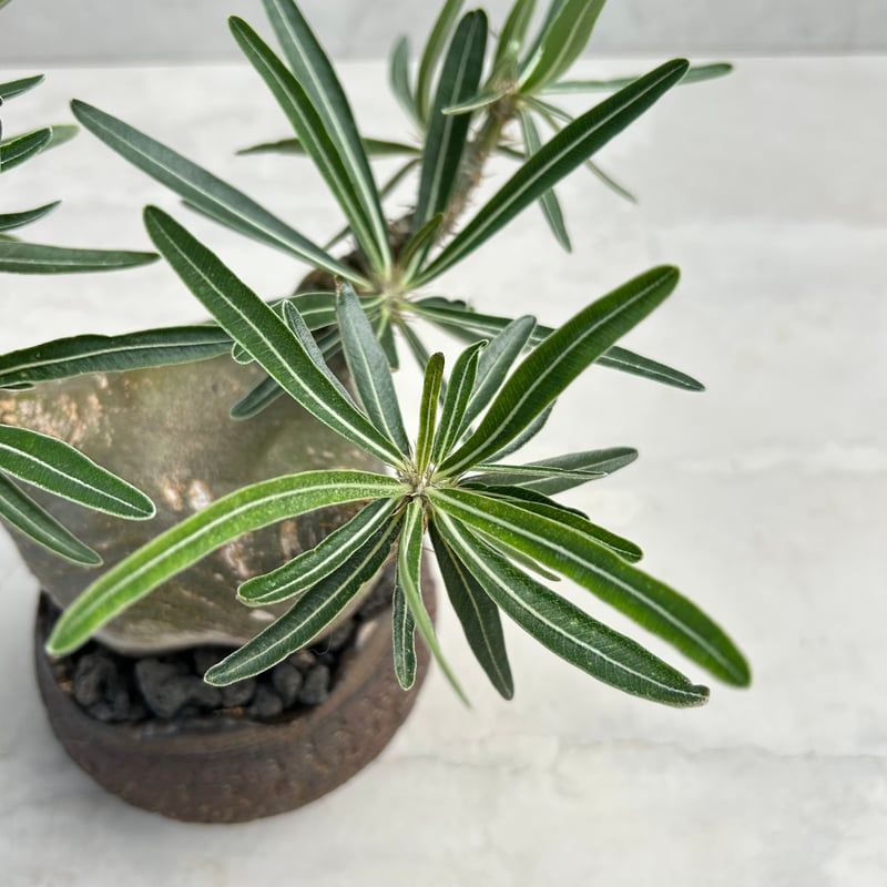 パキポディウム・グラキリス【笠間焼 川澄 智一 作家鉢】（24may9.n4