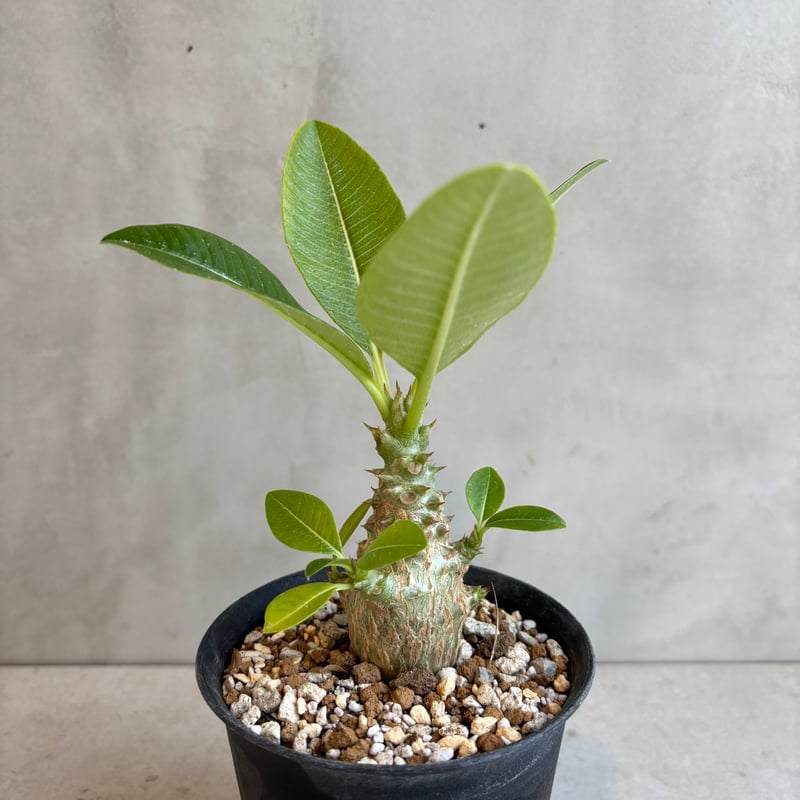 パキポディウム ウィンゾリー 実生セット販売 パキポディウム・ウィンゾリー 実生 パキポディウム