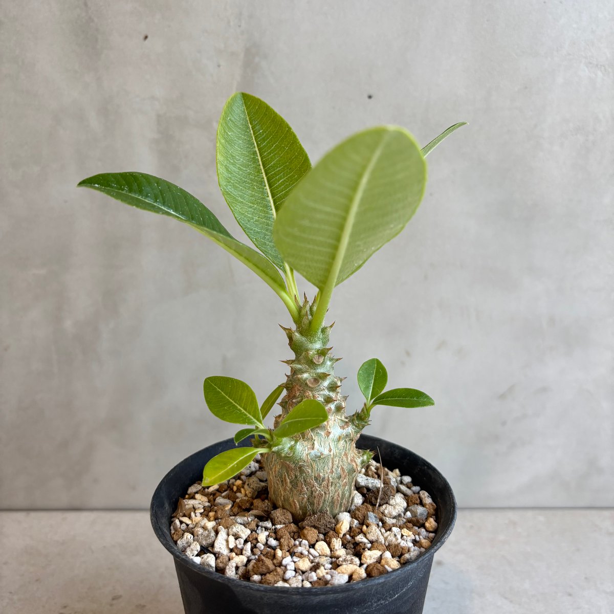 パキポディウム・ウィンゾリー 【実生】(24nov27.h11-8) | GOOD DAYS