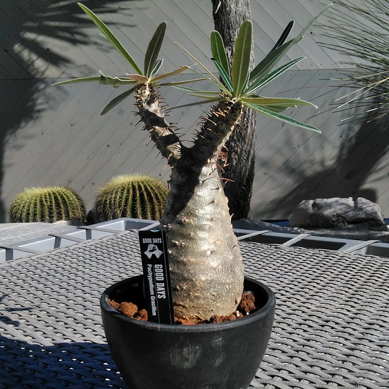 パキポディウム・グラキリスS 24 | GOOD DAYS 