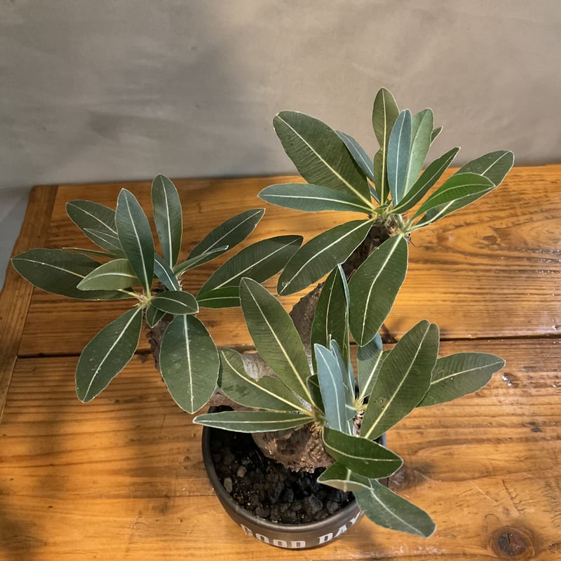 pachypodium makayense パキポディウム・マカイエンセ【GOODDAYS/黒