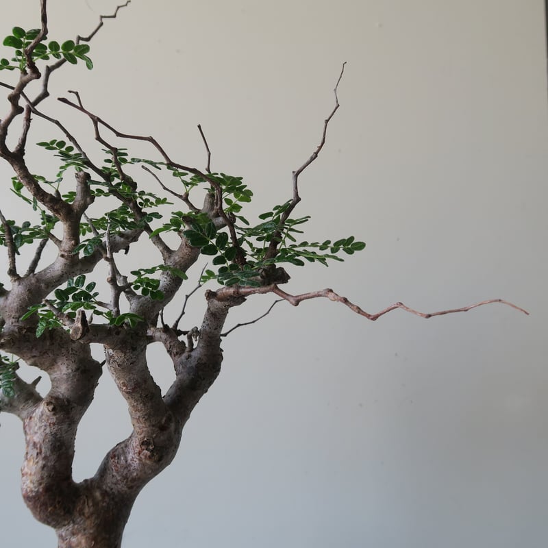 コミフォラモンストローサ コミフォラモンストローサ commiphora monstrousa 灌木