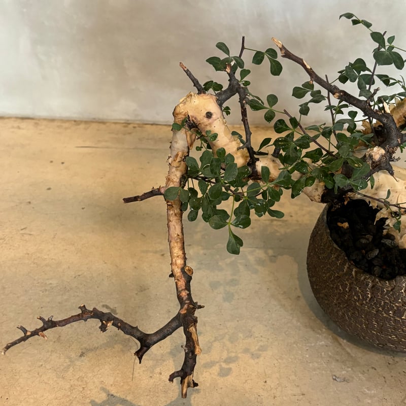 【コレクション株】コミフォラカタフピュア コミフォラ カタフ ピュア［No.01］ × 杉山悠 作 φ9cm 植木鉢