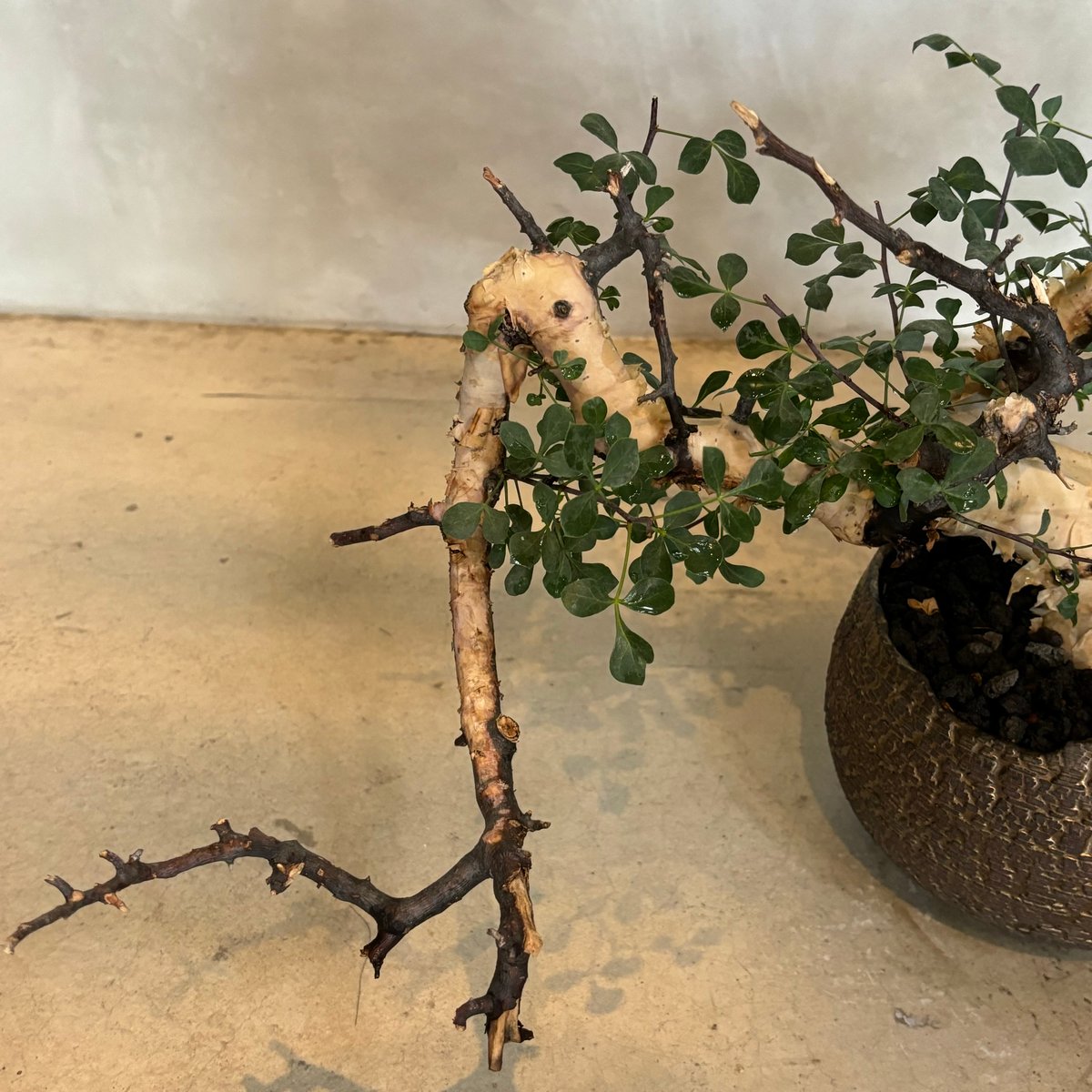 コミフォラ カタフ ピュア【川澄 智一 作品鉢】（24jun29.e1-39