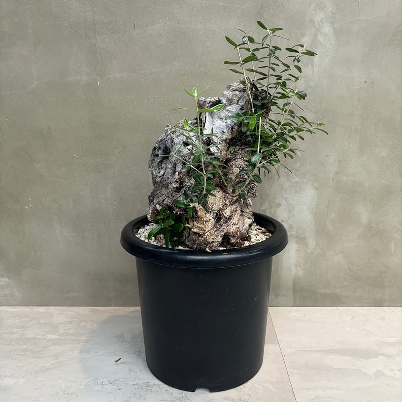 ✨ ⭐oliveの木⭐✨ Old olive（24jun4.v3-7） | GOOD DAYS