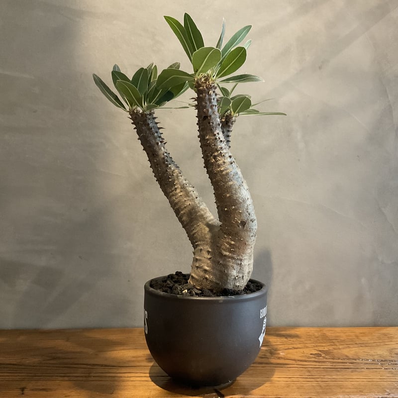 pachypodium makayense パキポディウム・マカイエンセ【GOODDAYS/黒