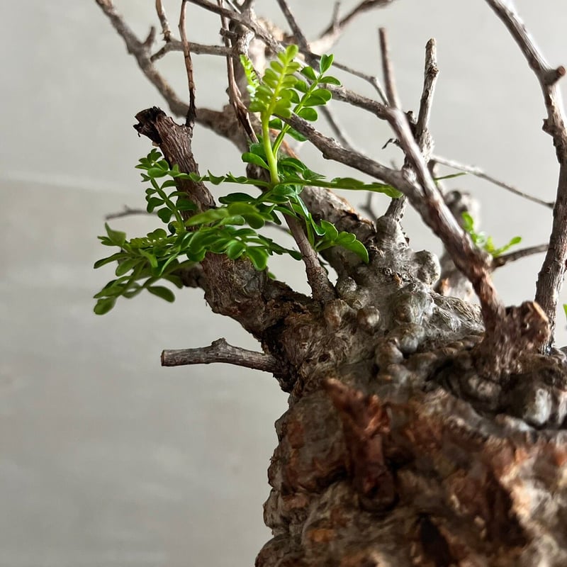 オペルクリカリア・パキプス【GOODDAYS/white鉢セット】 | GOOD DAYS