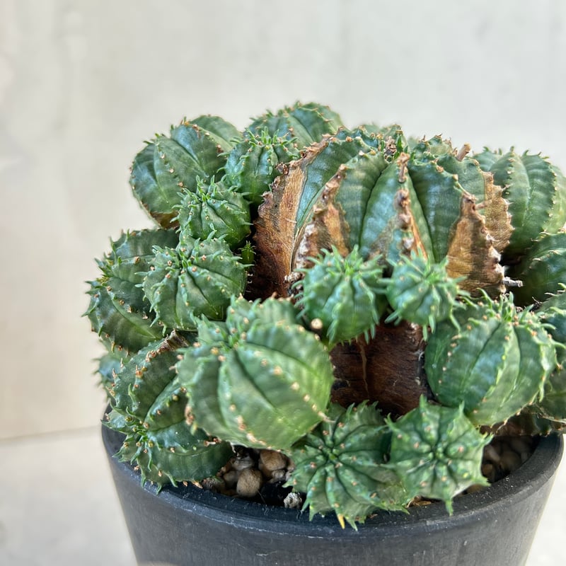 ユーフォルビア・バリダ(N08) | GOOD DAYS