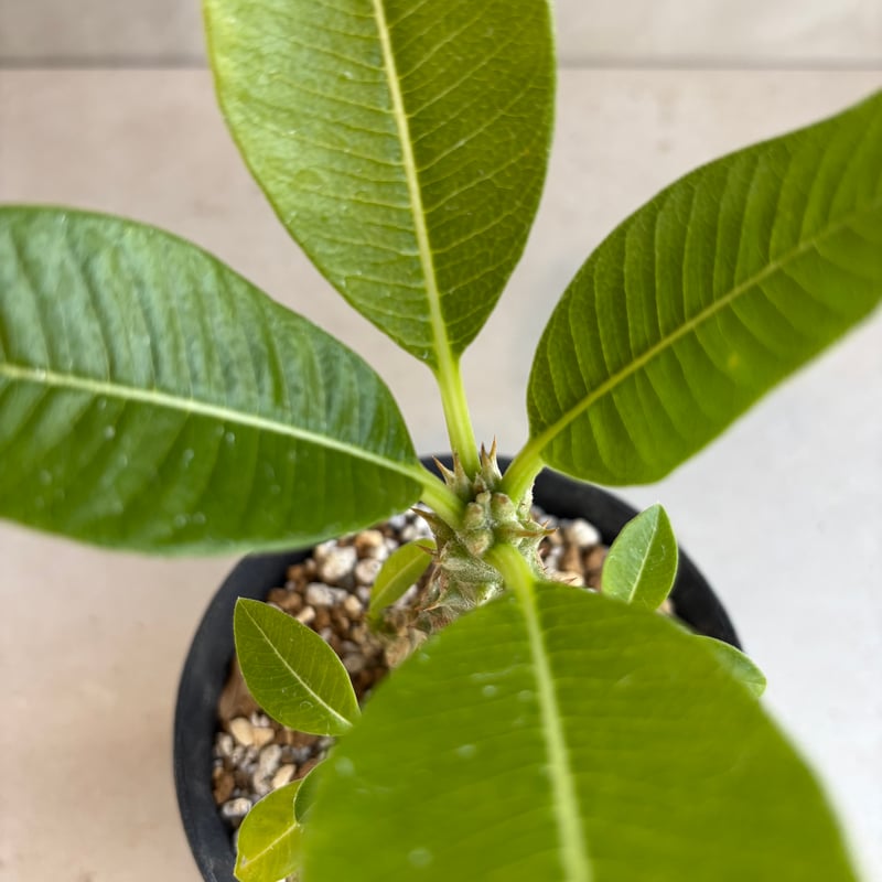 パキポディウム・ウィンゾリー 【実生】(24nov27.h11-8) | GOOD DAYS