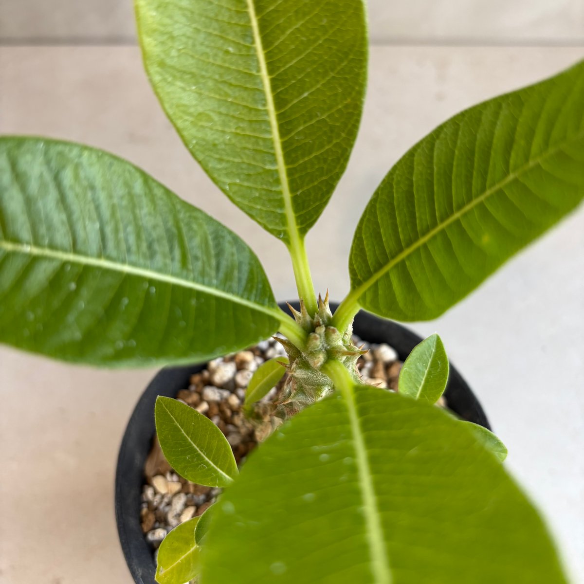 パキポディウム・ウィンゾリー 【実生】(24nov27.h11-8) | GOOD DAYS