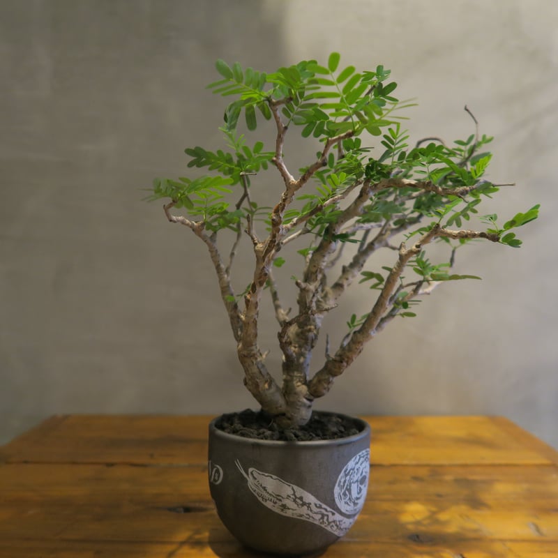 senna meridionalis センナ・メリディオナリス【PYTHON/mattegr