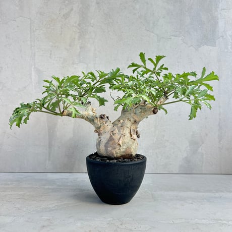 ★*★様 パキポディウム　グラキリス パキポディウム・グラキリス | trigger